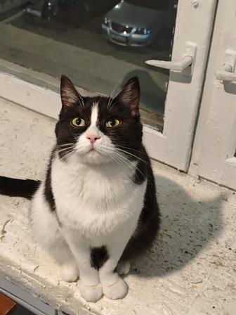 Пристраиваю кошку, стерилизованна