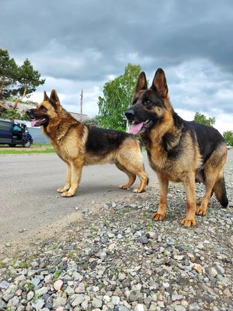 Открыта бронь щенков немецкой овчарки