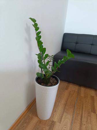 Цветы Замиокулькас 120 см