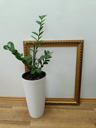 Цветы Замиокулькас 120 см