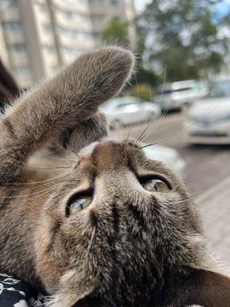 котенок (девочка) 3 месяцев внимательно читайте описание