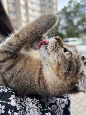 котенок (девочка) 3 месяцев внимательно читайте описание