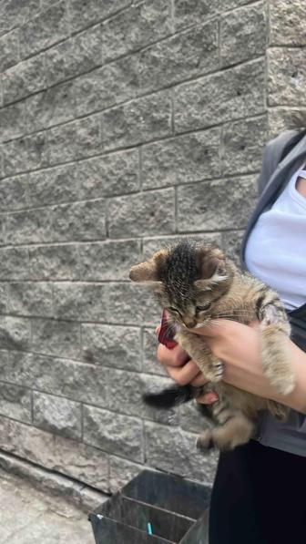 Нашли Котенка 2 месяцев