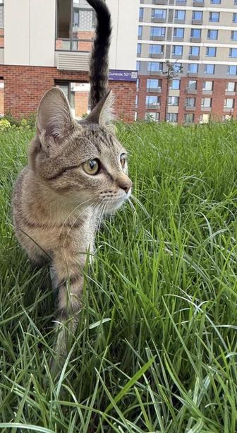 котенок (девочка) 4 мес