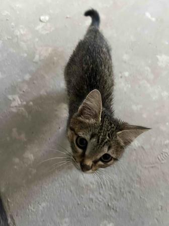 Нашли Котенка 2 месяцев