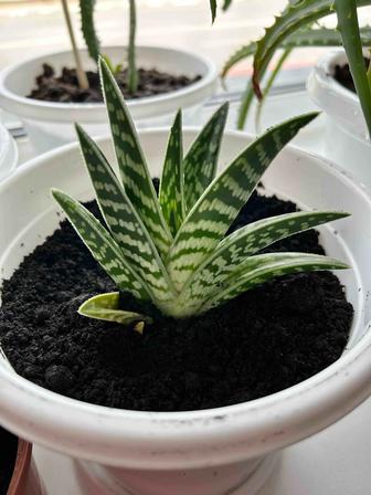 Кактусы, алоэ, сингониум, толстянка