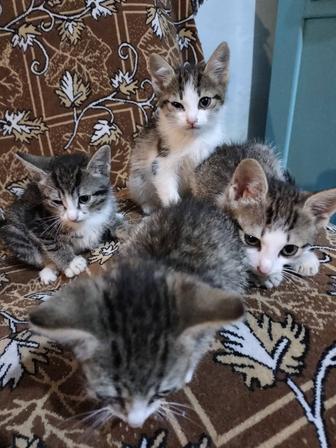 Отдам четырех котят в добрые руки
