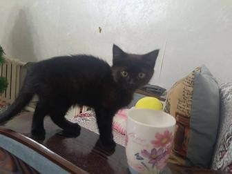 Котёнокв добрые руки