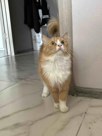 Отдам кошку