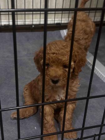 Той пудель мальчики