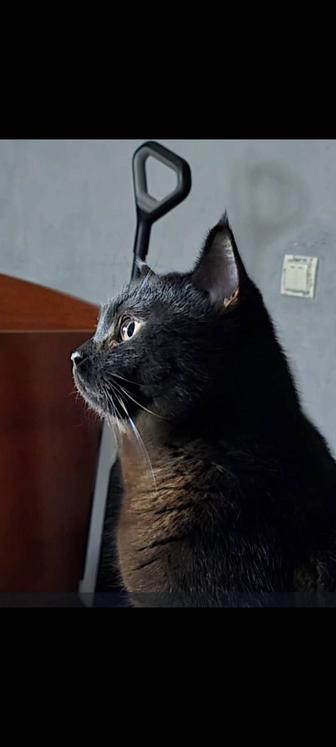 Срочно отдам породистого кота