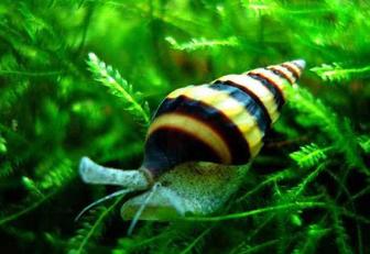 Хелена. Улитка хищник.