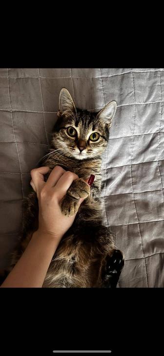 Отдам кошечку в добрые руки( в связи с переездом)