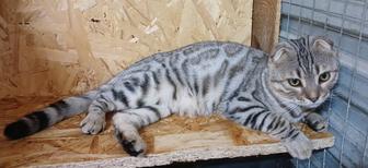 Вислоухий бенгал на серебре розет7 мес с доками,привит и приучен к лоточку.