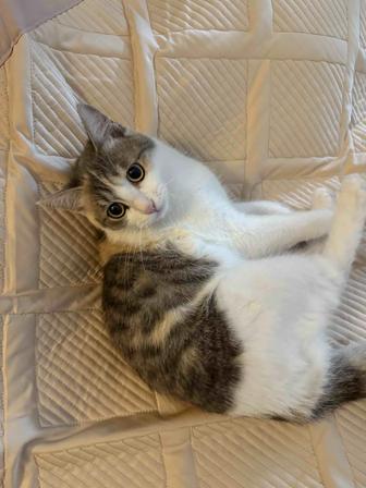 Котенок 6 месяцев