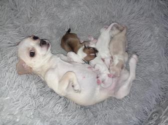 Продам щенка чихуахуа девочка