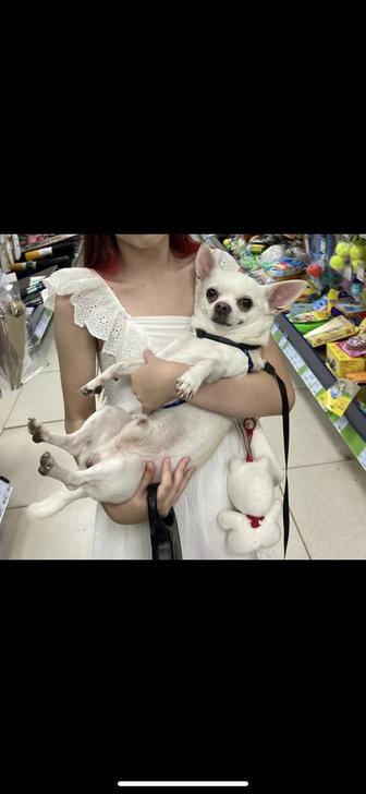 вязка чихуахуа