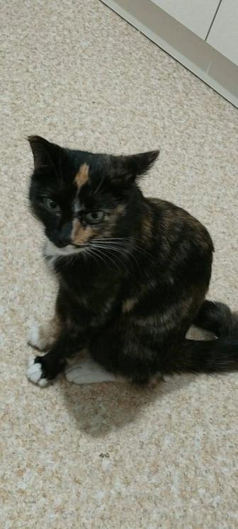 Кошечка ищет дом