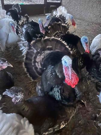 Индюки домашние 5-6 месяцев