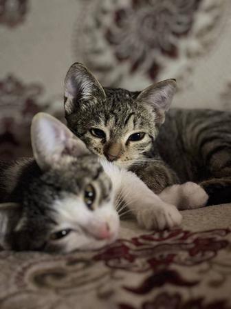 Отдам котят 5 месяцев