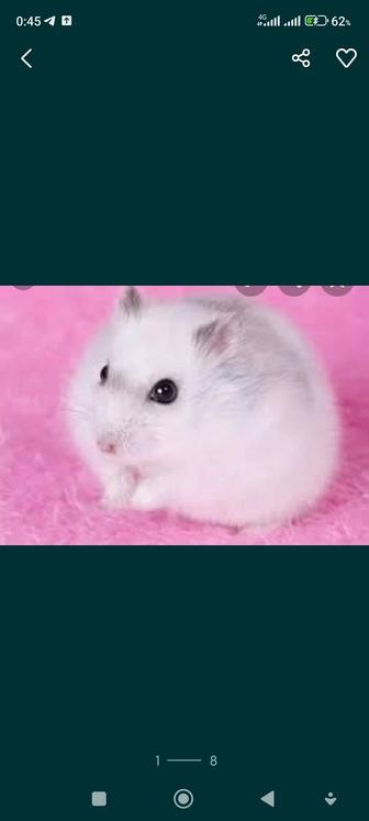 Джунгарики хомячки