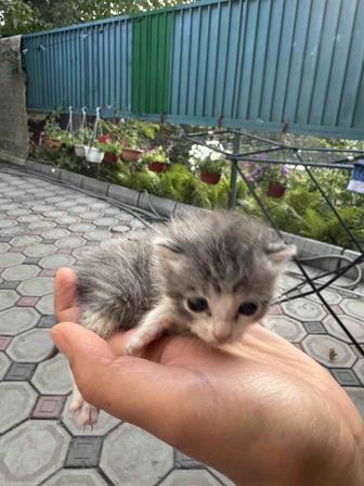 Котята