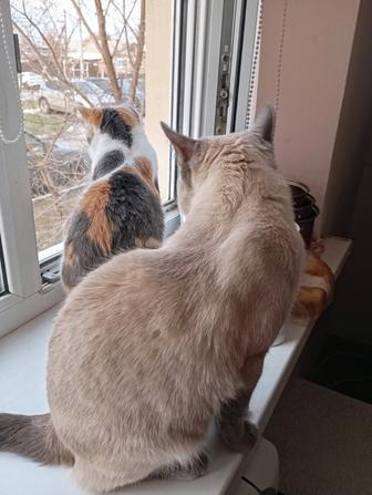Бесплатно Кошка