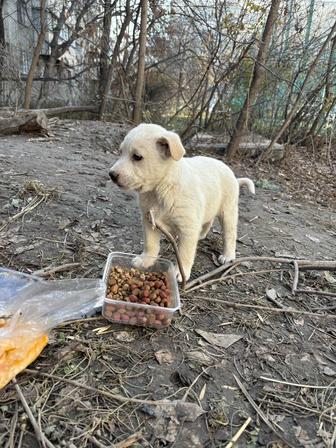 Отдам щенков в заботливые руки