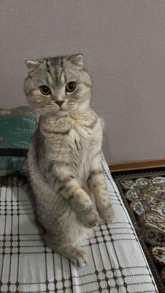 Отдам кота