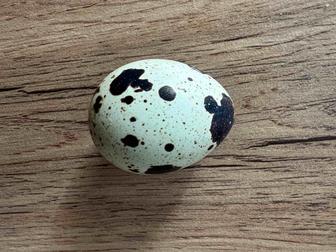 Перепелиные яйца