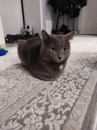 Отдам кота в добрые руки