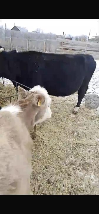 Продам Скот