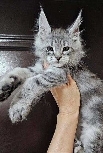 Огромные Котята Мейн-кун/ Есть рассрочка до 2 лет!