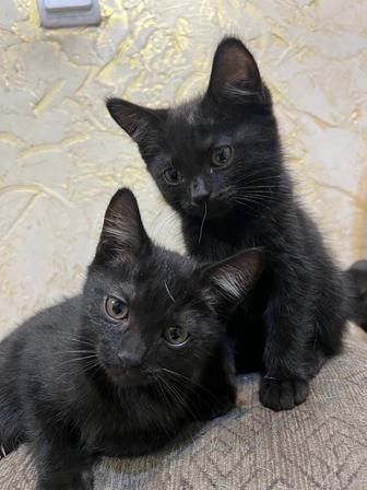 Подарю чудесных черных кошечек
