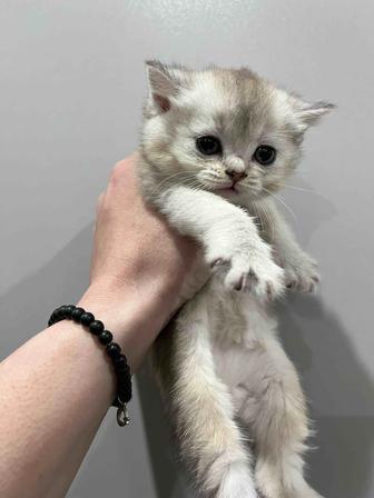 Плюшки котята