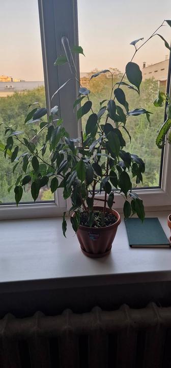 Фикус Бенджамина