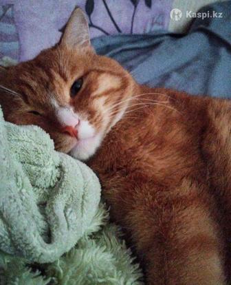 Харизматичный Рыжий Котик