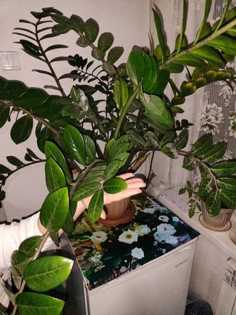 Продам взрослый Замиокулькас