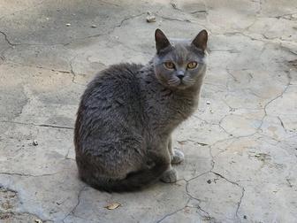 Британская голубая кошка