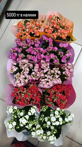 Комнатные растения