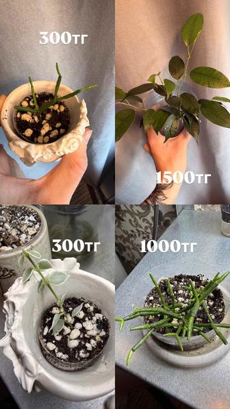 Комнатные цветы