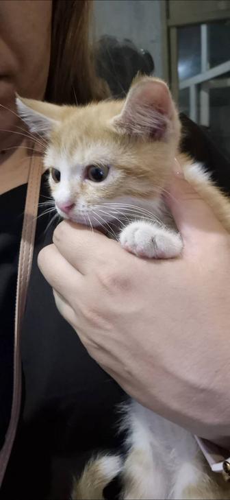 Котята в любящие ручки