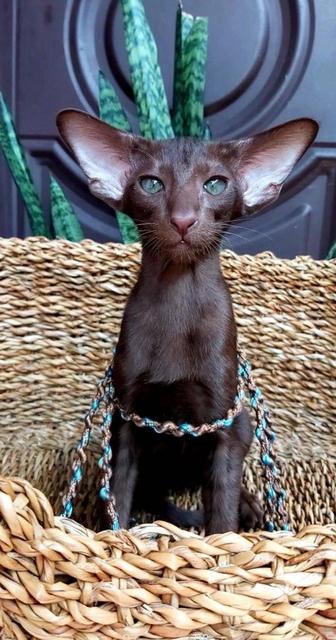 Шикарные Голубые Ориенталочки