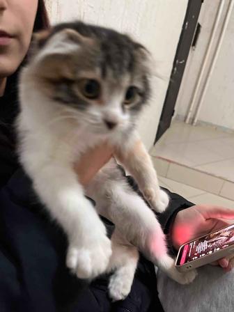 Отдаем в добрые руки котенка!