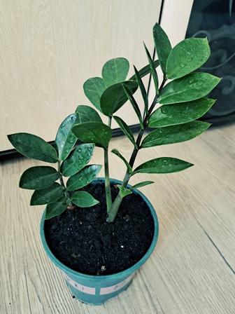 Красивые ростки Замиокулькаса!