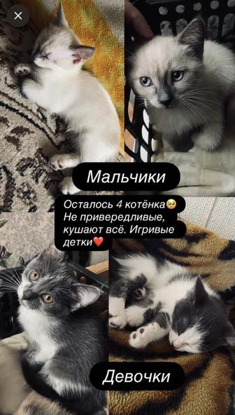 Котята 2 мес. В добрые руки