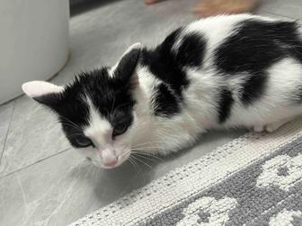 Отдадим кота в хорошие руки Астана