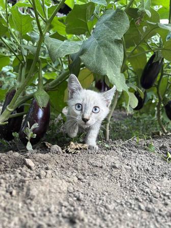 Отдам котят мышеловов
