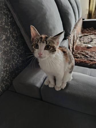 Отдам котенка в хорошие руки