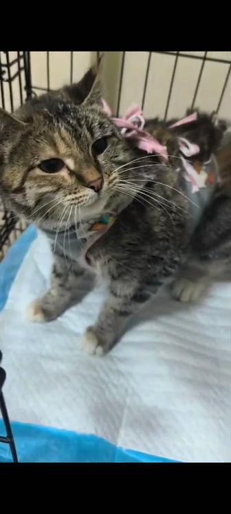 Красивая умная кошечка